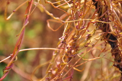 Cuscuta lupuliformis