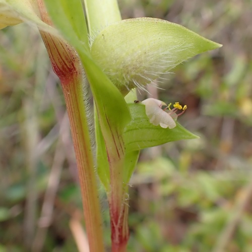 Commelina gambiae (Commelina gambiae)