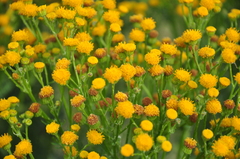 Jacobaea vulgaris dunensis