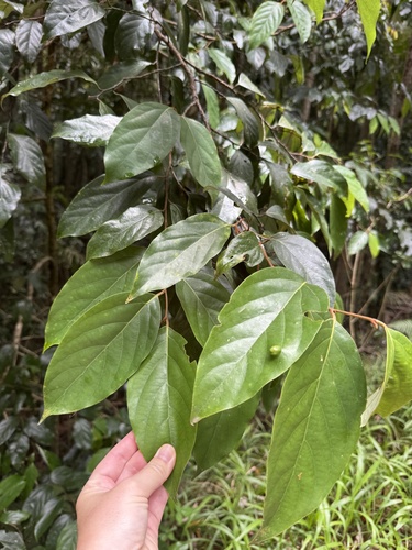 Cryptocarya onoprienkoana observed 2025-11-14