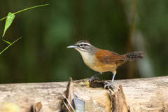 Pheugopedius genibarbis