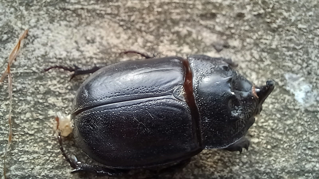 Trichogomphus lunicollis (Trichogomphus lunicollis)