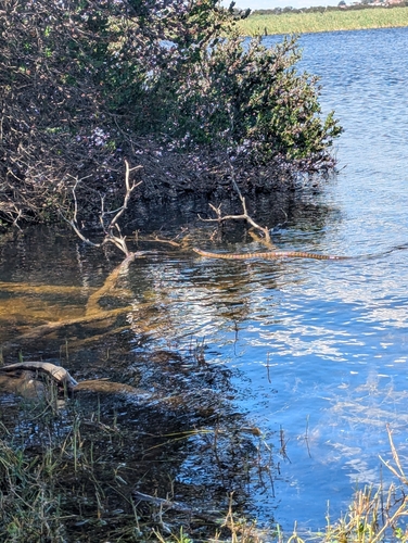 Western Tiger Snake sighting