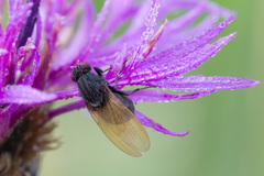 Minettia longipennis