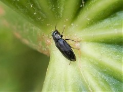Maoraxia eremita