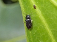 Maoraxia eremita