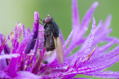 Minettia longipennis