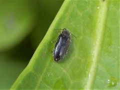 Maoraxia eremita
