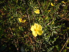 Cistus calycinus