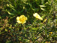 Cistus calycinus