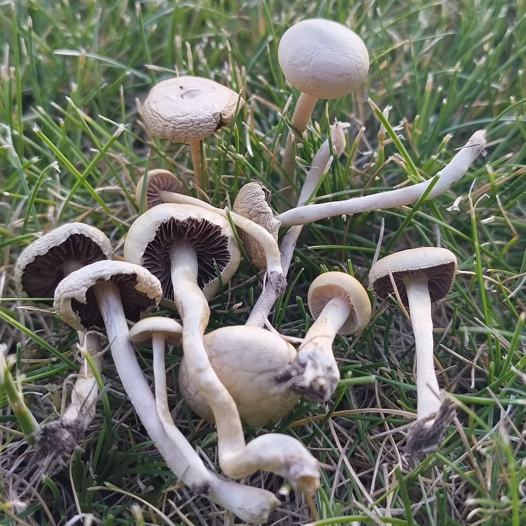 Agrocybe pediades · November 2025 · photo: © zedt (iNaturalist, cc-by)