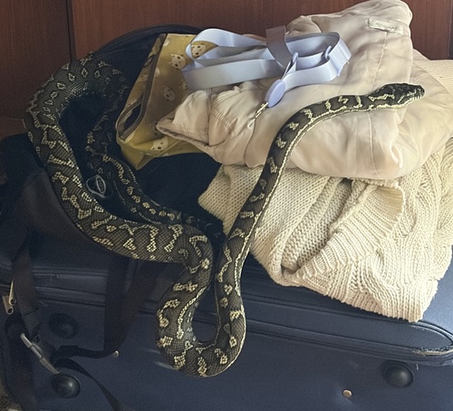 Coastal Carpet Python sighting