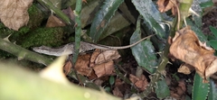 Anolis antonii