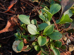 Tuberaria major