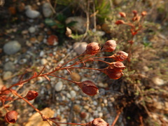 Tuberaria major
