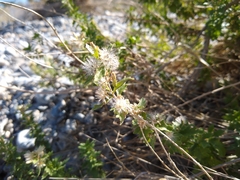 Brickellia laciniata