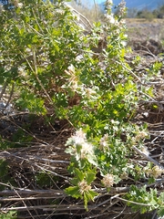 Brickellia laciniata