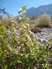 Brickellia laciniata
