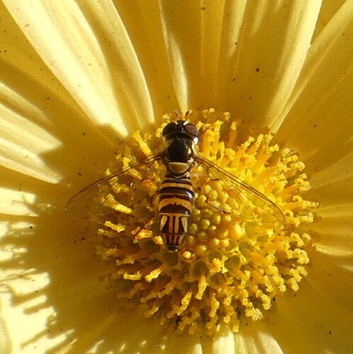 Unknown species found near Evanston, IL, USA