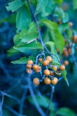 Bunchosia palmeri