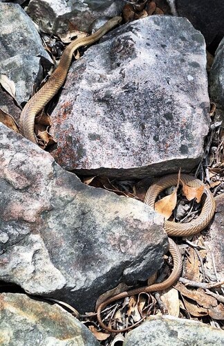 Eastern Brown Snake sighting
