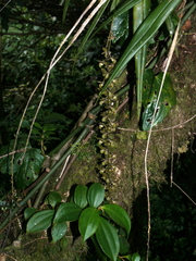 Epidendrum laucheanum