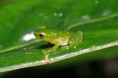 Pristimantis acuminatus