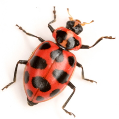 Spotted Pink Lady Beetle - Photo (c) Mike Quinn, Austin, TX, some rights reserved (CC BY-NC), uploaded by Mike Quinn, Austin, TX