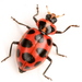 Spotted Pink Ladybeetle - Photo (c) Mike Quinn, Austin, TX, some rights reserved (CC BY-NC), uploaded by Mike Quinn, Austin, TX
