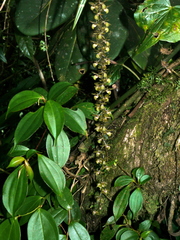 Epidendrum laucheanum