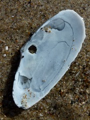 Megangulus bodegensis
