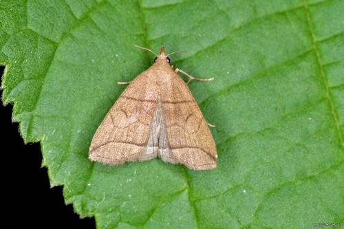 Small Fan-foot, photo 5 of 10