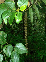 Epidendrum laucheanum