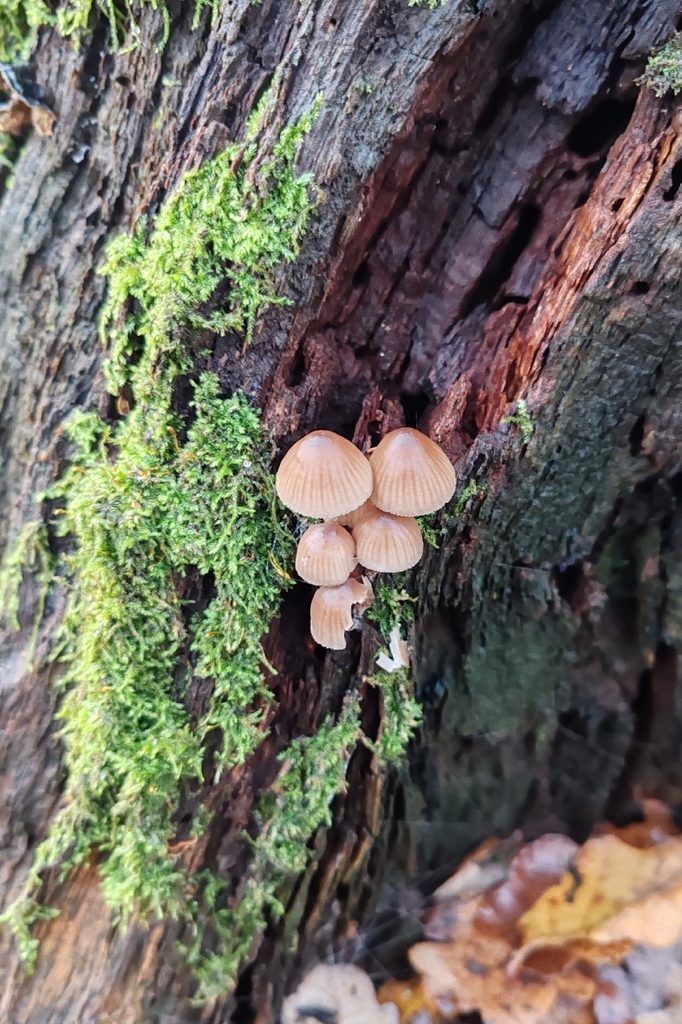 Mycena inclinata · November 2025 · photo: © p_andrey (iNaturalist, cc-by-nc)
