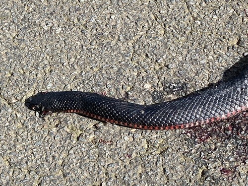 Red-bellied Black Snake sighting