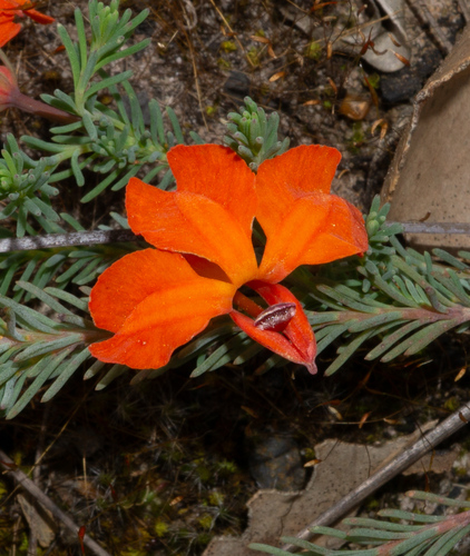 Leschenaultia formosa, photograph 6