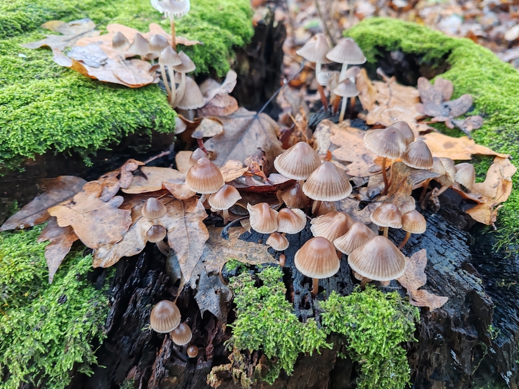 Mycena inclinata · November 2025 · photo: © p_andrey (iNaturalist, cc-by-nc)