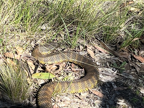Eastern Tiger Snake sighting