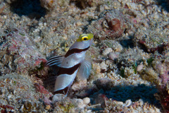 Stonogobiops xanthorhinicus