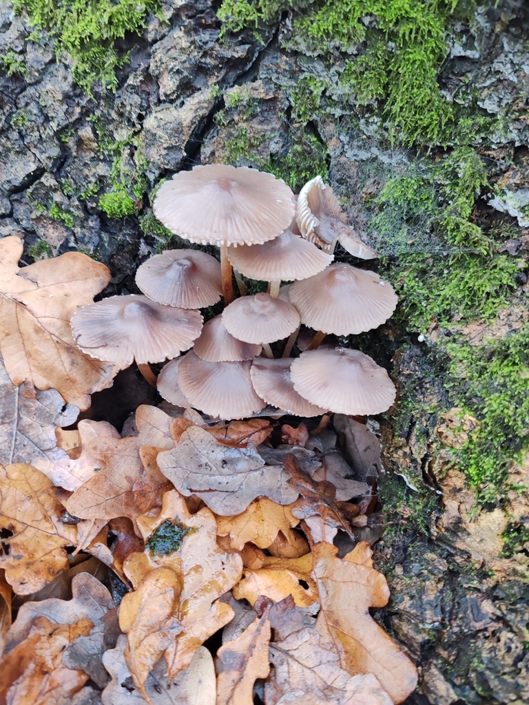 Mycena inclinata · November 2025 · photo: © p_andrey (iNaturalist, cc-by-nc)