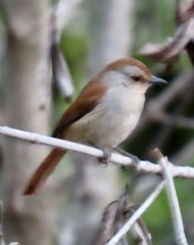 Rufous-tailed Palm Thrush (Cichladusa ruficauda), photo 3