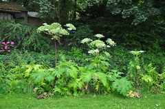Heracleum mantegazzianum