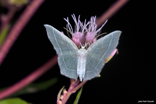 Little Emerald, photo 4 of 10