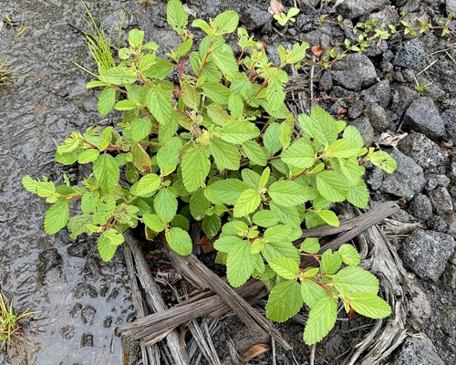Waltheria indica observed 2025-11-13