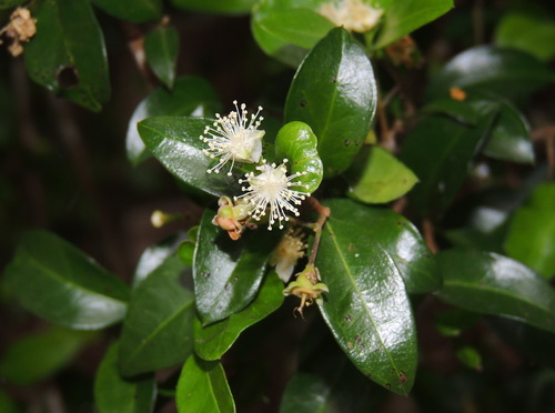 Gossia fragrantissima, photograph 5