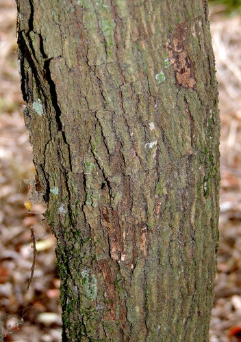 Gossia fragrantissima, photograph 6