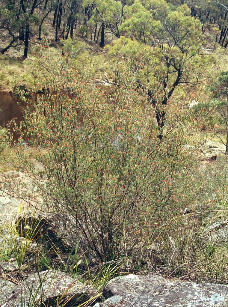 Homoranthus biflorus