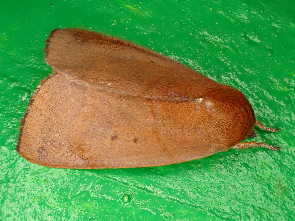 Paracarea rubiginea (Paracarea rubiginea)