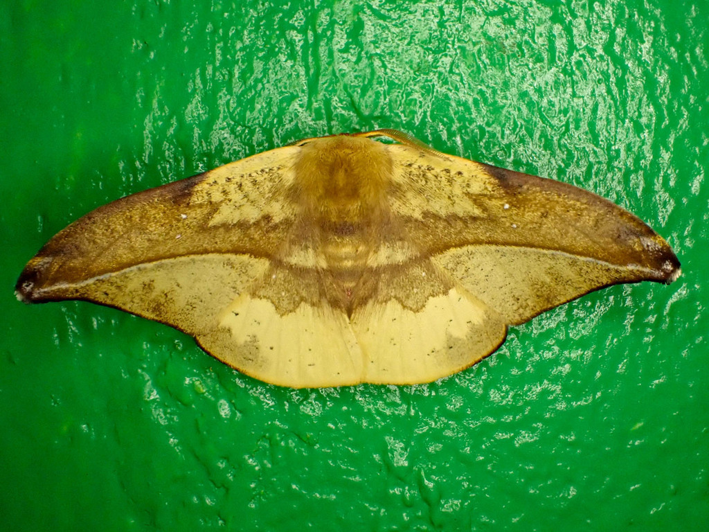 Oreta subvinosa (Oreta subvinosa)