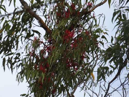 Amyema sanguinea (Amyema sanguinea)
